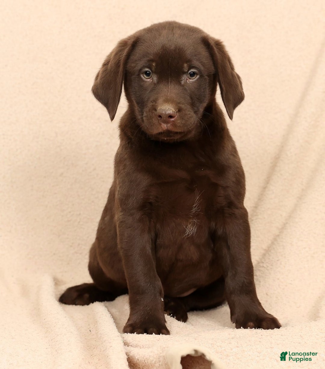 Labrador Retriever dogs for sale: Jax - Ad 3