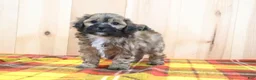 Shihpoo dogs for sale: Sunny - Ad 1
