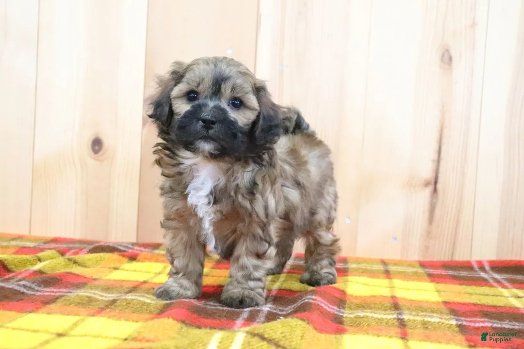 Shihpoo dogs for sale: Sunny - Ad 1