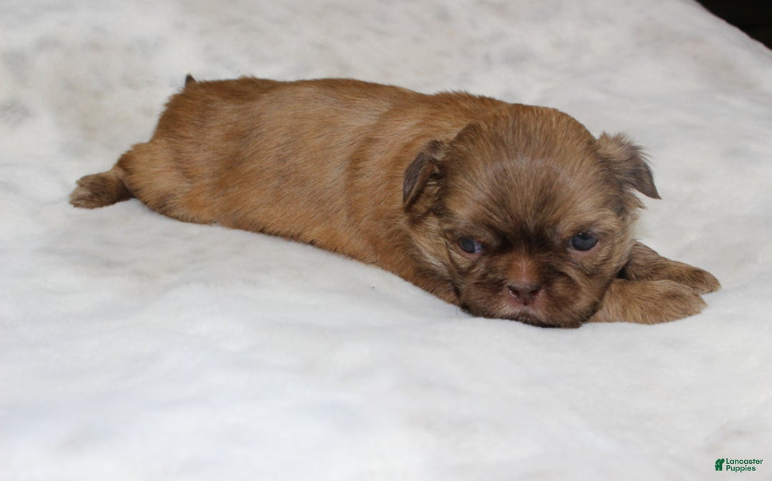 Shih Tzu dogs for sale: Mia - Ad 3