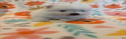 Pomeranian dogs for sale: Pomeranian 1 - Ad 3