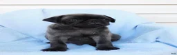 Pug dogs for sale: Marcus - Ad 3