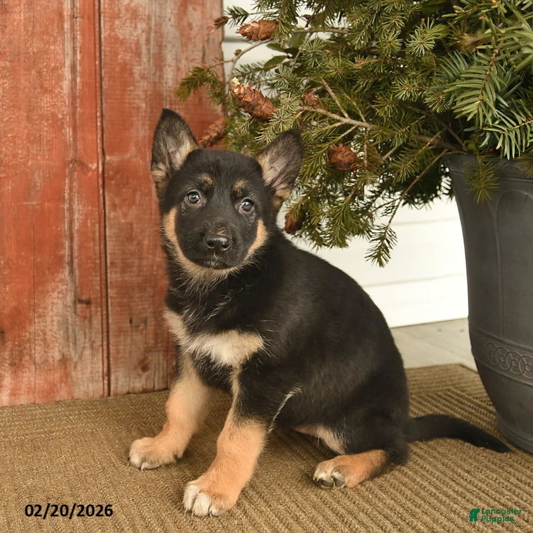 German Shepherd dogs for sale: Blair  - Ad 3