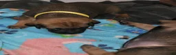 Mixed Breed dogs for sale: Mixed Breed 2 - Ad 9