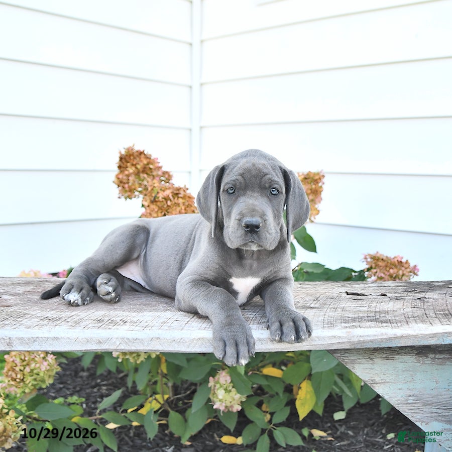 Great Dane dogs for sale: Bella Mia - Ad 1