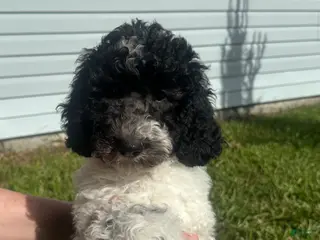 Miniature Poodle dogs Little Debbie - Ad 9
