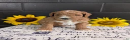 Goldendoodle dogs for sale: Lela  - Ad 10