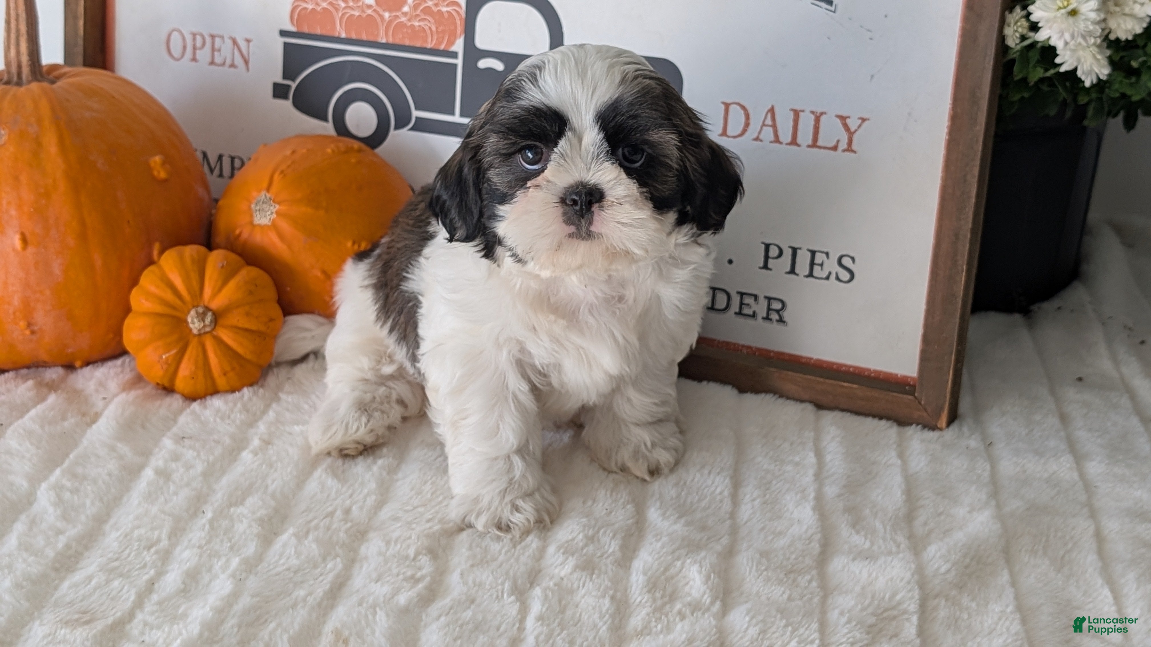Shih Tzu dogs Kip - Ad 2