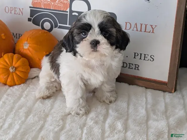 Shih Tzu dogs Kip - Ad 2