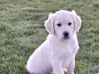 Golden Retriever dogs Buck - Ad 24