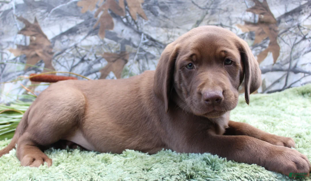 Labrador Retriever dogs for sale: Duke - Ad 2