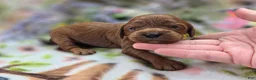 Cockapoo dogs for sale: Prada - Ad 2