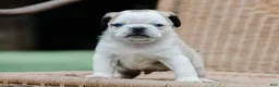 Pug dogs for sale: Jabez - Ad 1