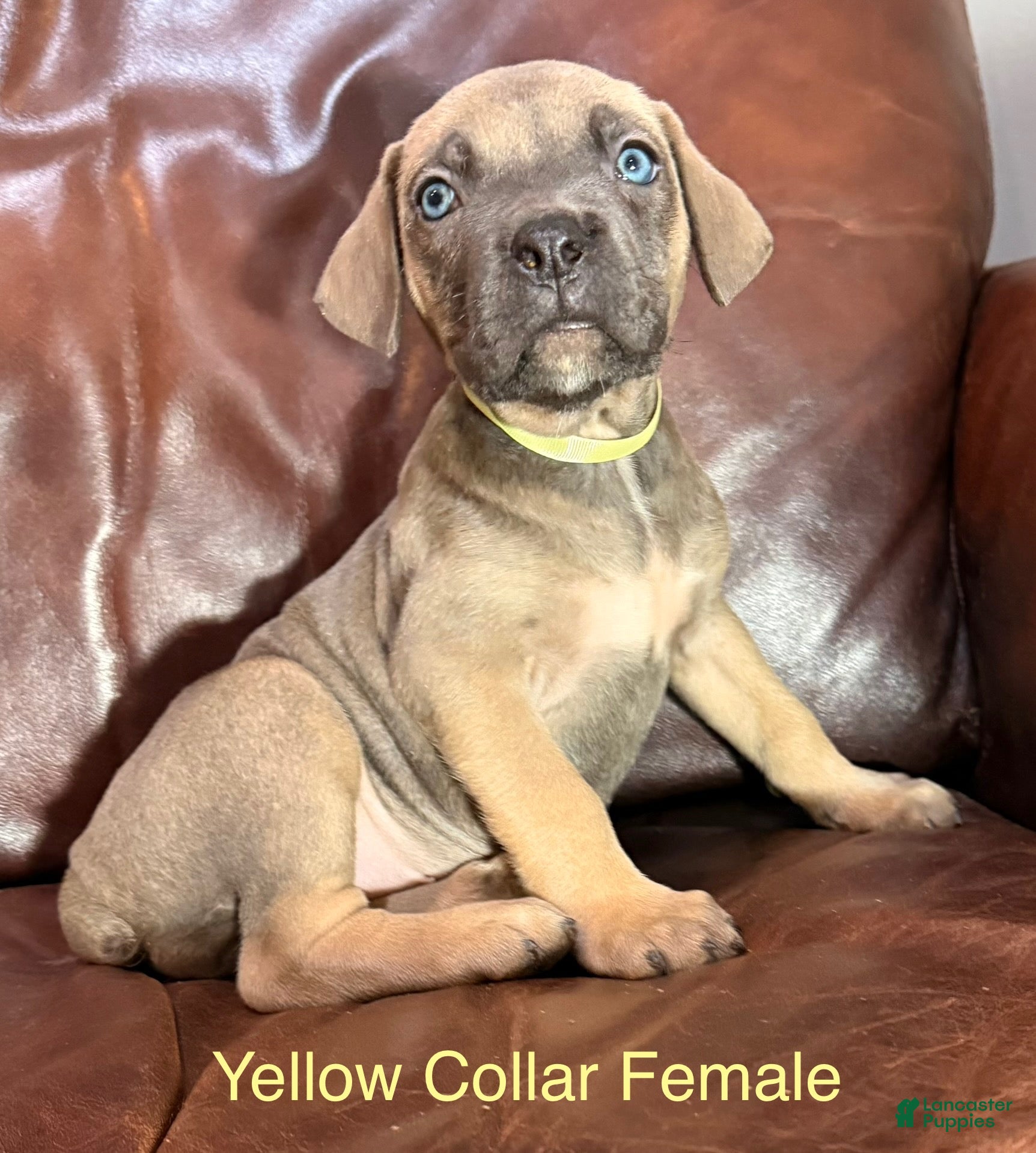 Cane Corso dogs Yellow Collar F Cane Corso Puppy  - Ad 26
