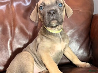 Cane Corso dogs Yellow Collar F Cane Corso Puppy - Ad 30