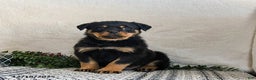 Rottweiler dogs for sale: Goober - Ad 5
