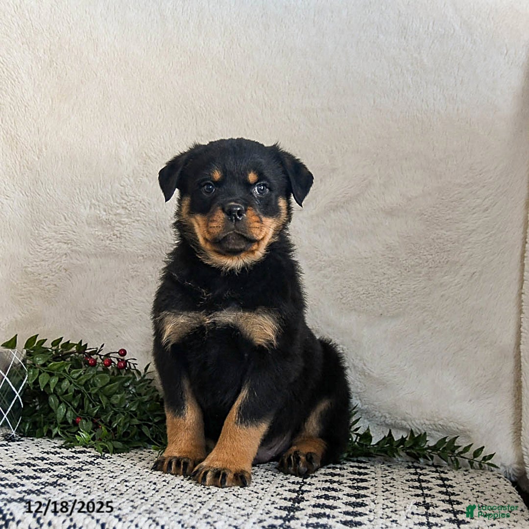 Rottweiler dogs for sale: Goober - Ad 5