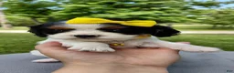 Mixed Breed dogs for sale: Veda_Female - Ad 4