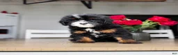 Mini Bernedoodle dogs for sale: Buttermilk - Ad 2