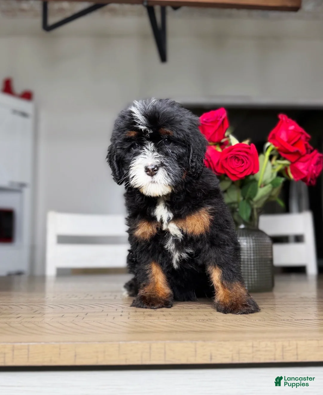 Mini Bernedoodle dogs for sale: Buttermilk - Ad 2