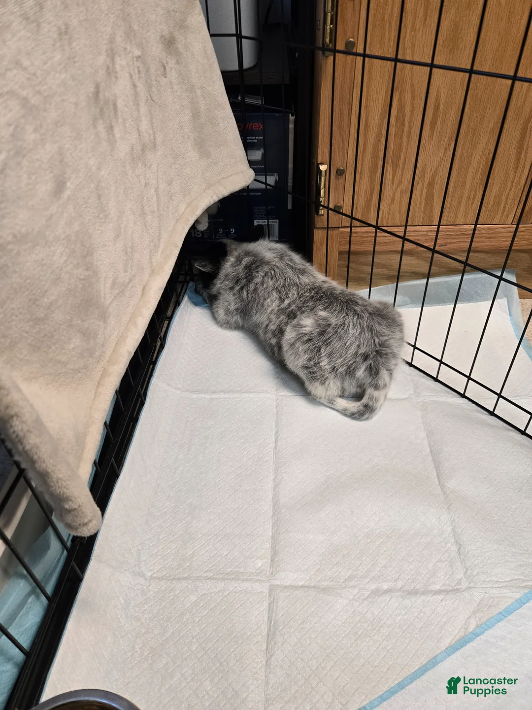 Mixed Breed dogs for sale: Mixed Breed Puppy 1 - Ad 7