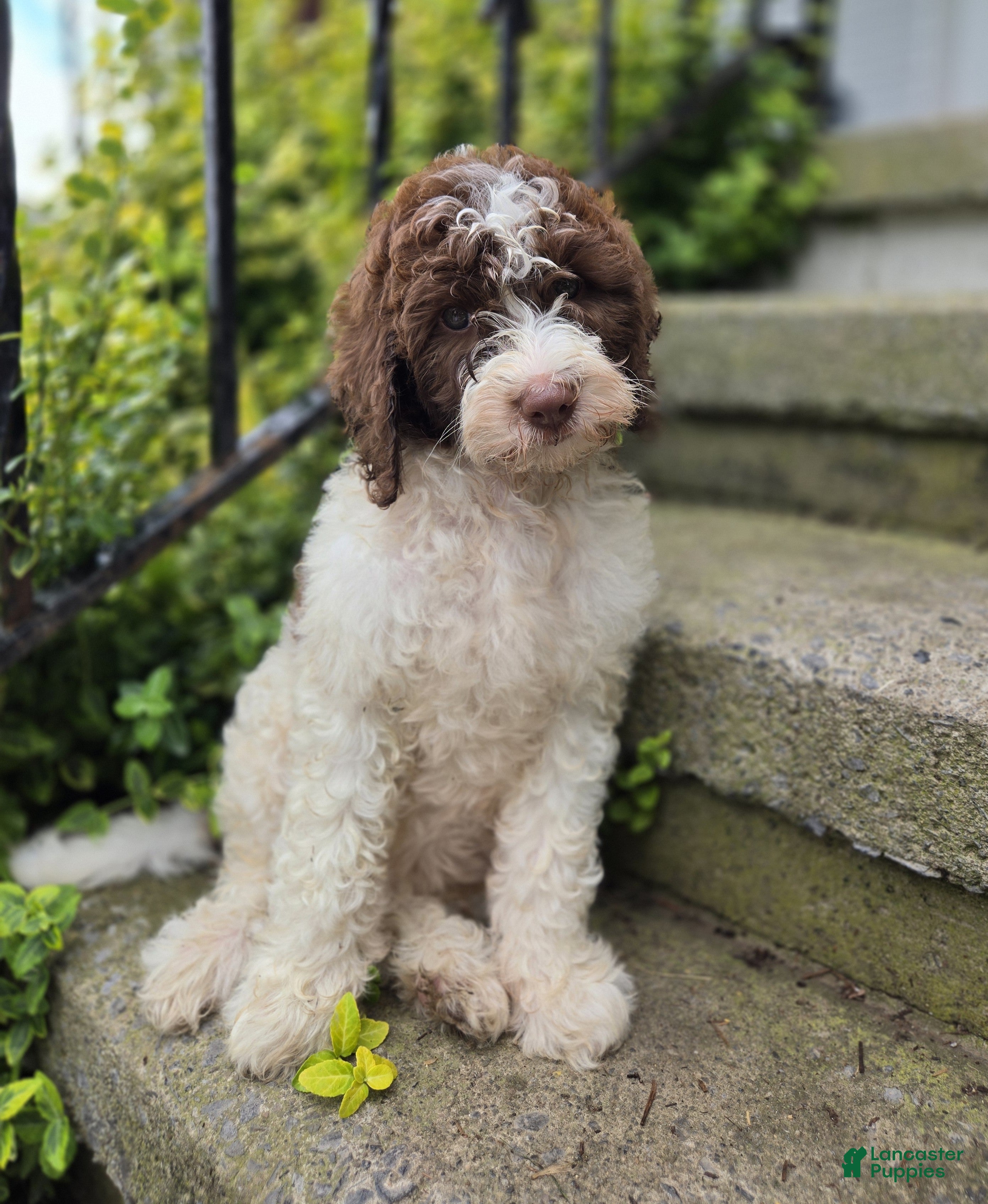 Bernedoodle dogs Callie - Ad 2
