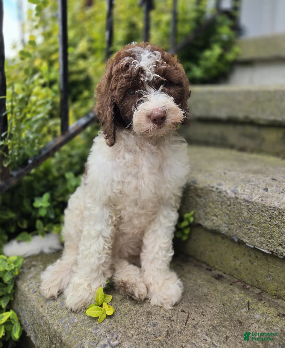 Bernedoodle dogs for sale: Callie - Ad 2