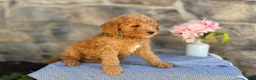 Goldendoodle dogs for sale: Maple - Ad 7