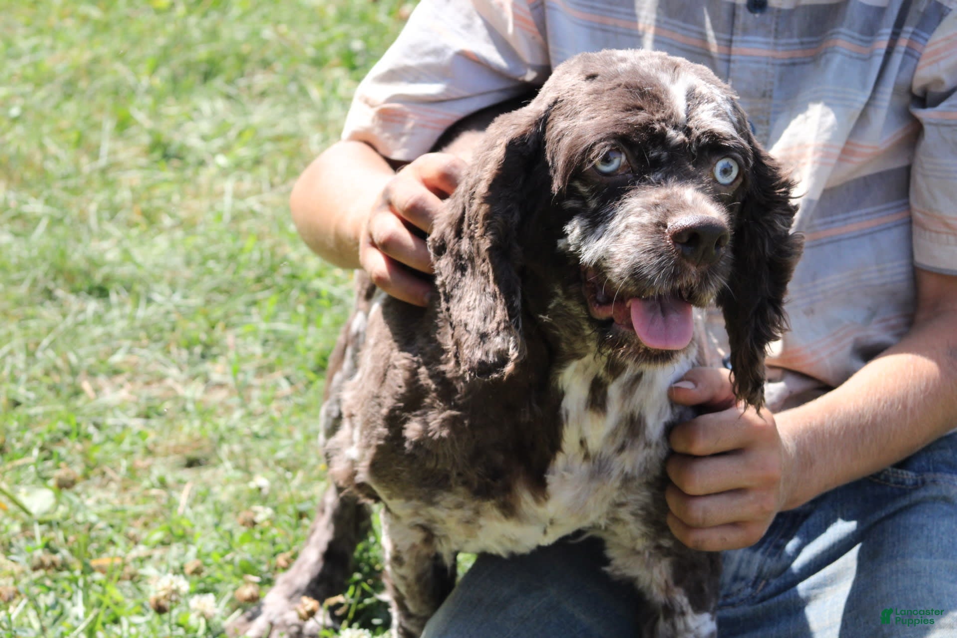 Cocker Spaniel Puppies for sale in New York Lancaster Puppies