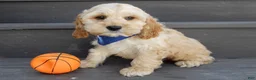 Cockapoo dogs for sale: Shawn - Ad 4