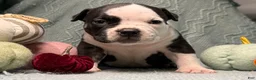 American Bully dogs for sale: Black Ticked Trindle 2 - Ad 3