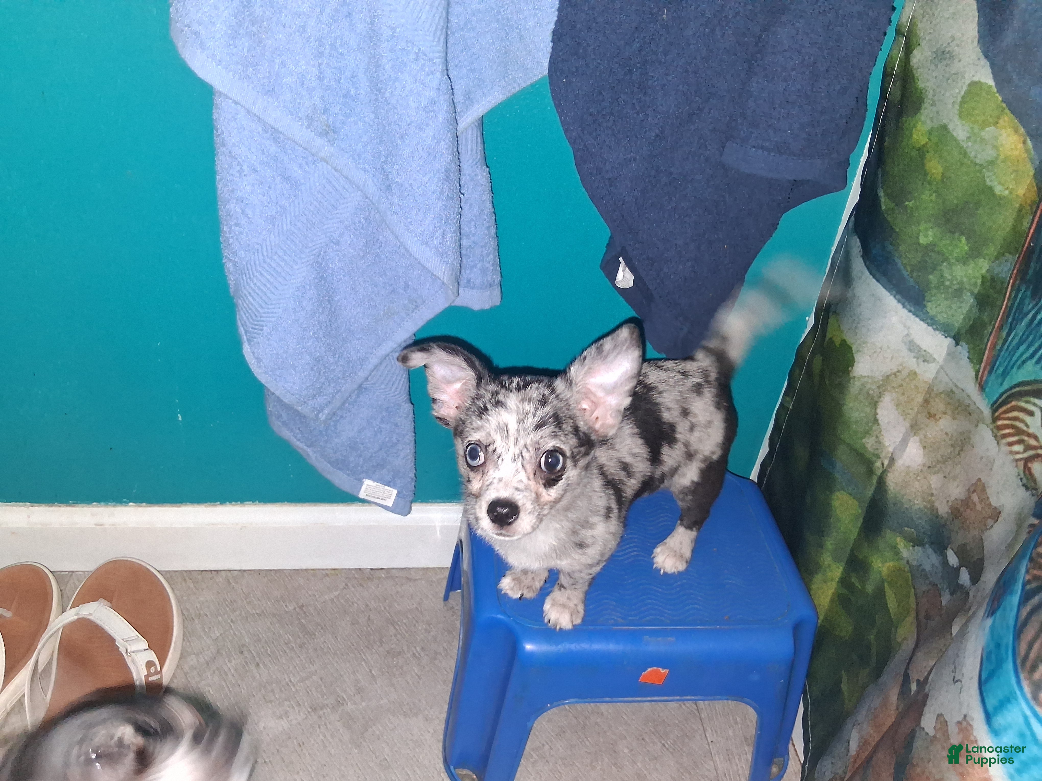 Chihuahua dogs Junior - Ad 1