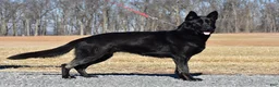 German Shepherd dogs for sale: Tony - Ad 3