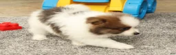 Pomeranian dogs for sale: Max - Ad 8