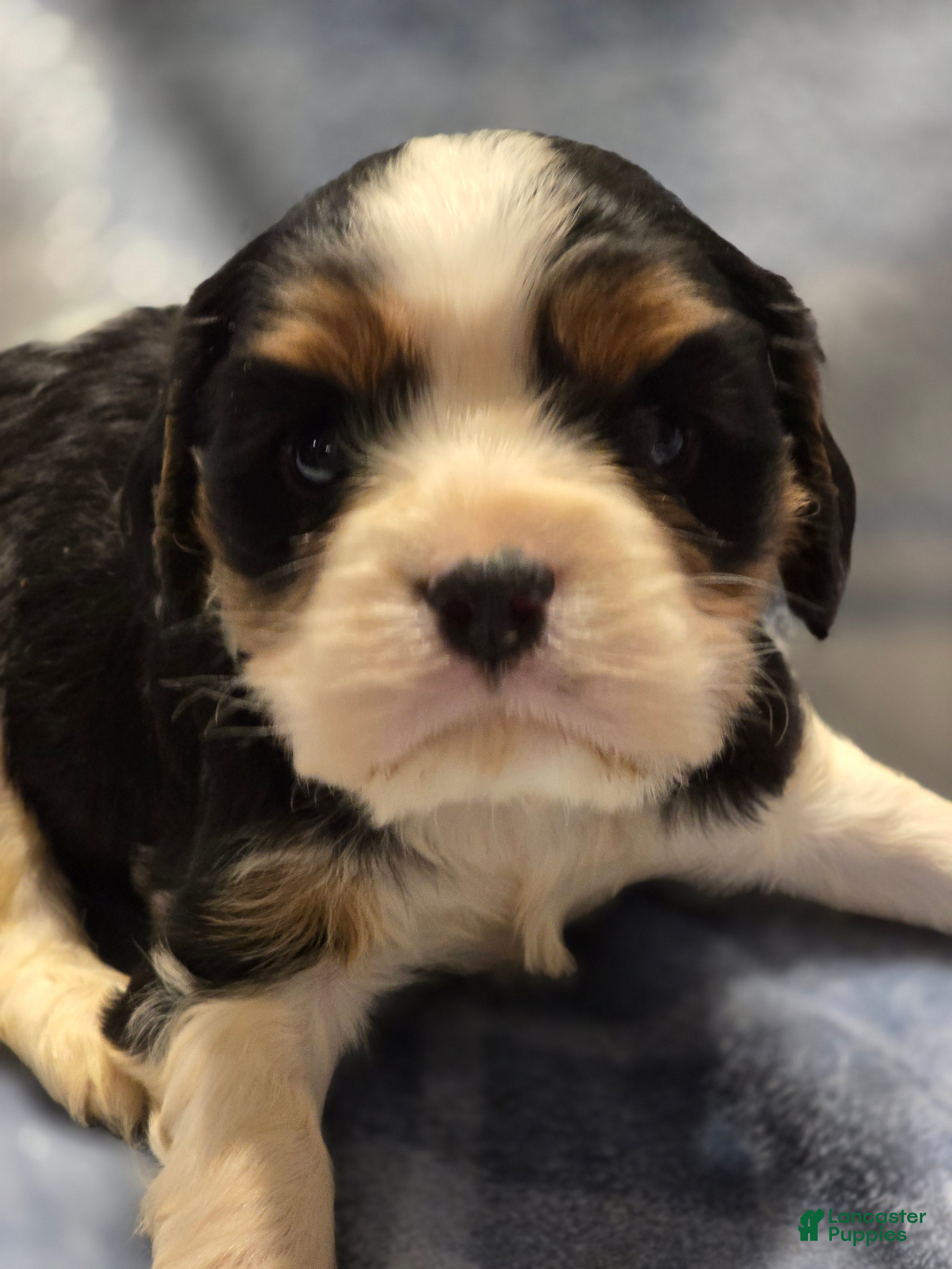 Cavalier King Charles Spaniel dogs Manly - Ad 2
