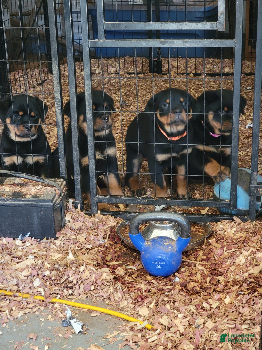 Rottweiler dogs for sale: Rottweiler Puppy 2 - Ad 1