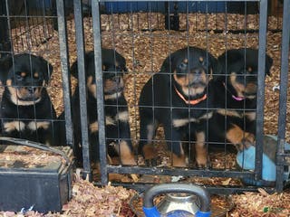 Rottweiler dogs Rottweiler Puppy 2 - Ad 2