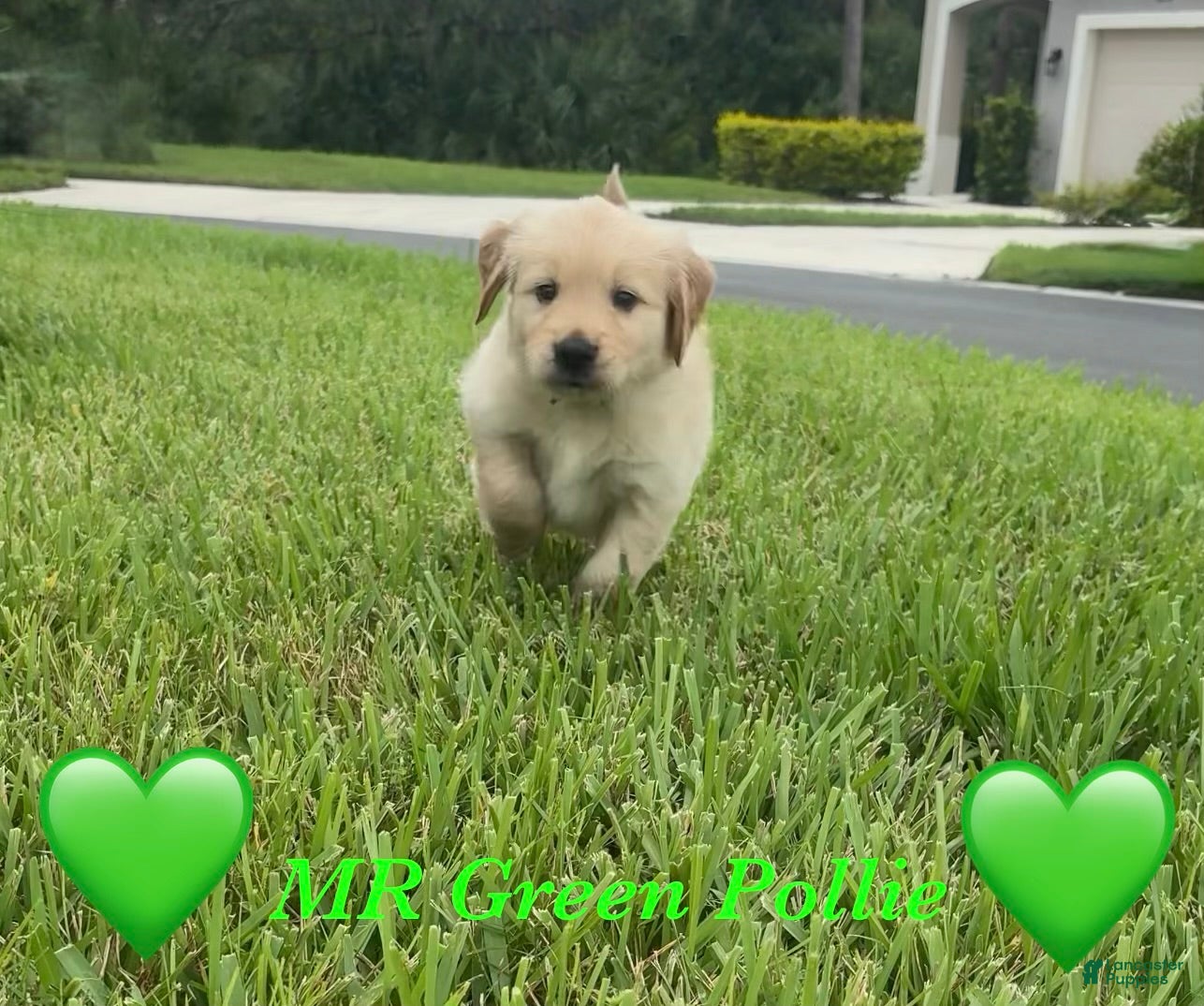 Golden Retriever dogs Mr Green - Ad 9