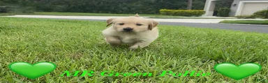 Mr Green