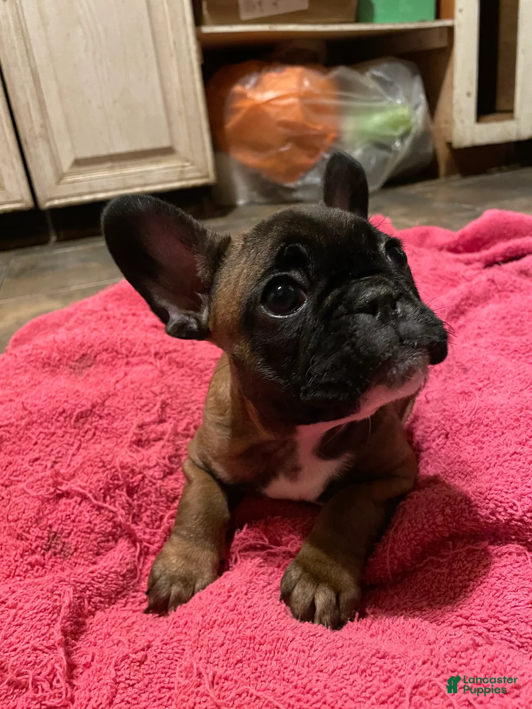 French Bulldog dogs for sale: Jovia  - Ad 5