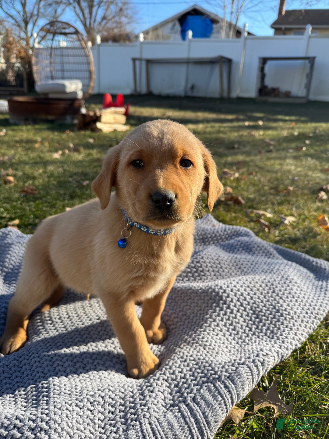 Goldador dogs for sale: Theo - Ad 2