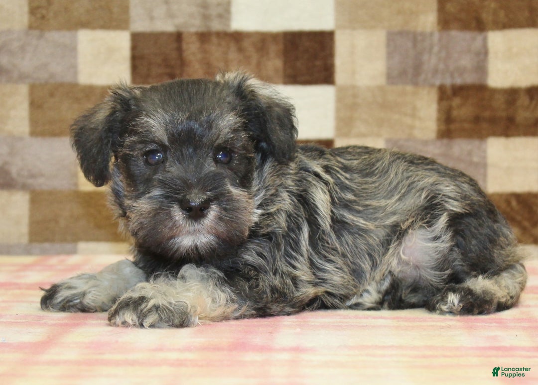 Miniature Schnauzer dogs for sale: Wiggles - Ad 2