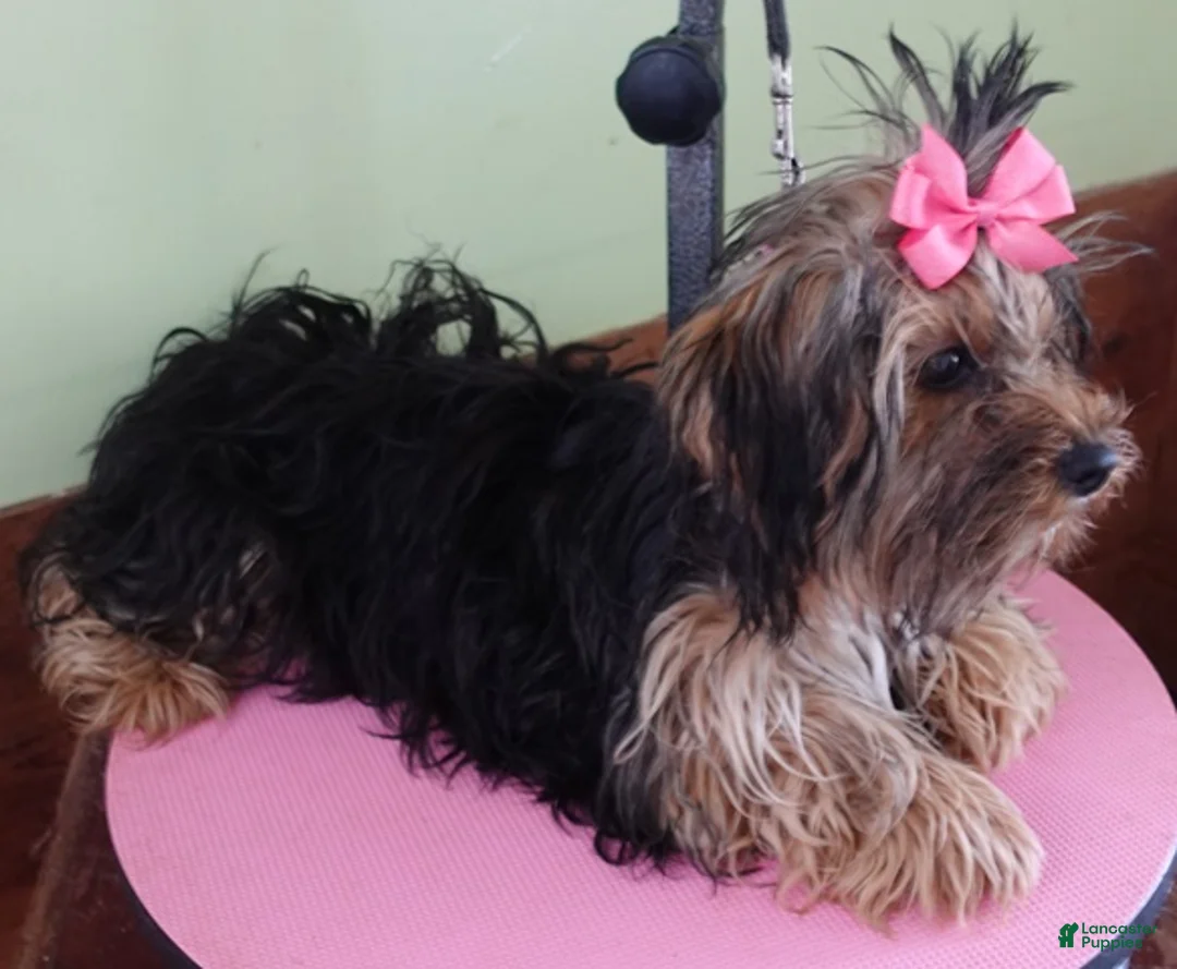 Yorkshire Terrier dogs for sale:  Tiny Daisy 4 ounces  - Ad 11