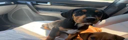 Mixed Breed dogs for sale: Snoopy - Ad 3