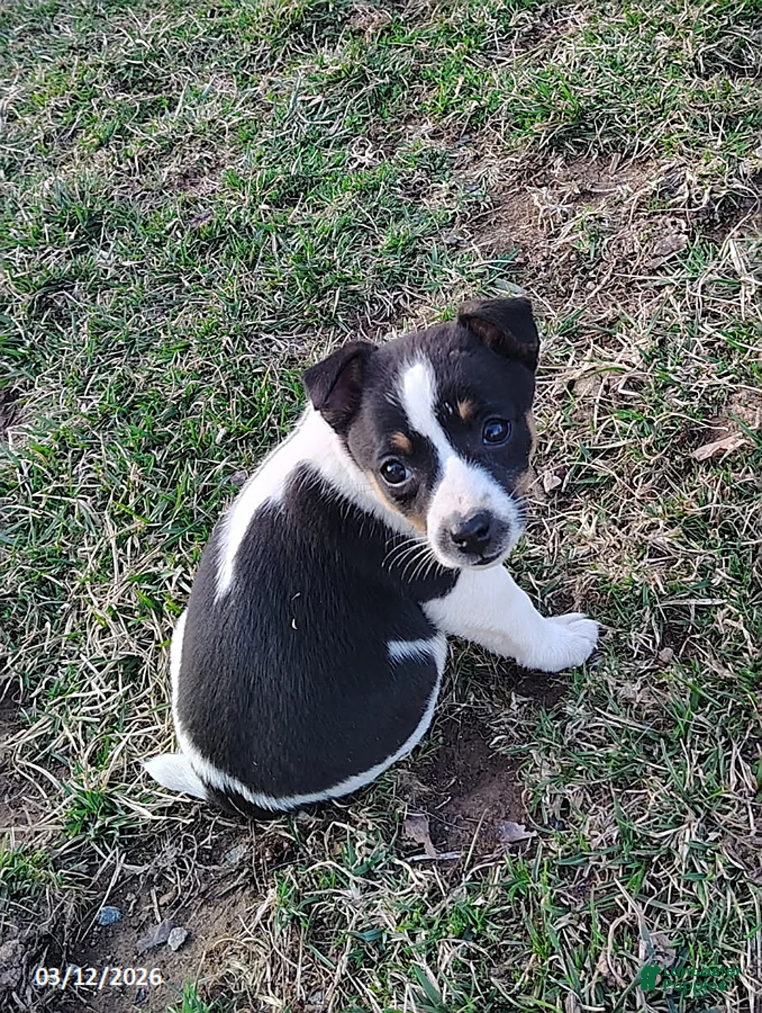 Jack Russell Terrier dogs for sale: Japser - Ad 2