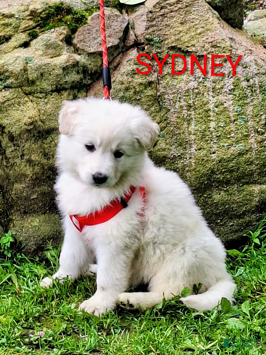 German Shepherd dogs for sale: SYDNEY! LONGCOAT! - Ad 1