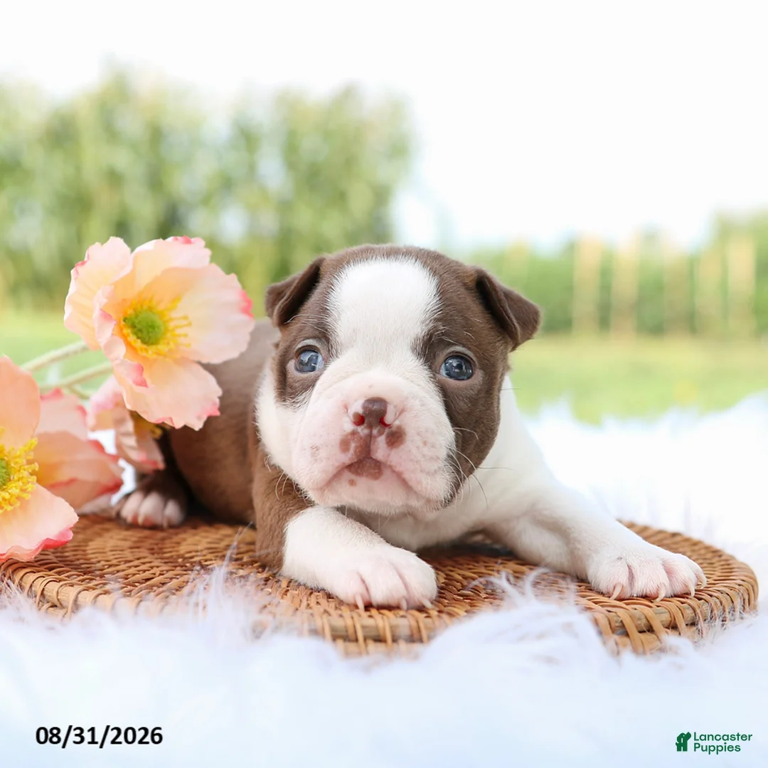 Boston Terrier dogs for sale: Daisy - Ad 2