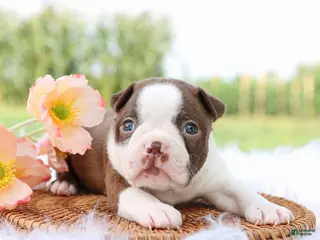 Boston Terrier dogs Daisy - Ad 2