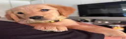 Golden Retriever dogs for sale: Daisy - Ad 1