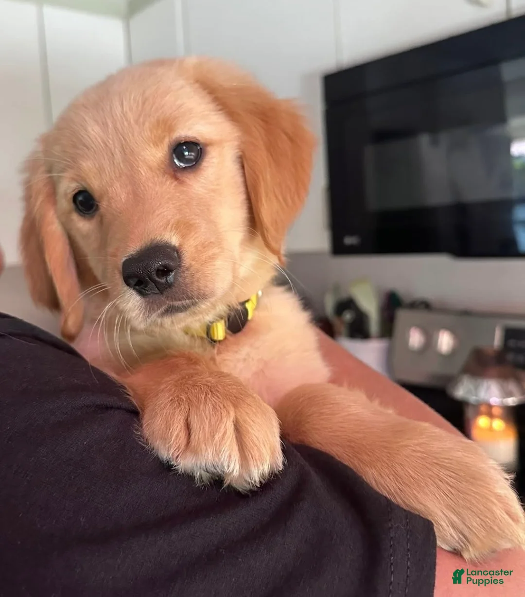 Golden Retriever dogs for sale: Daisy - Ad 1
